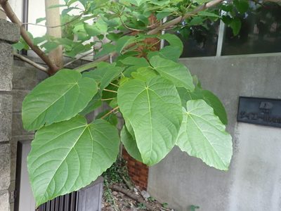 Idesia polycarpa, photographed by Yoshihiro Tokue