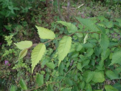 Zelkova serrata, photographed by Yoshihiro Tokue
