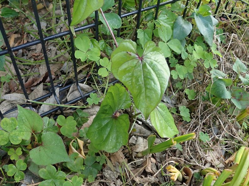 Dioscorea tokoro, photographed by Yoshihiro Tokue