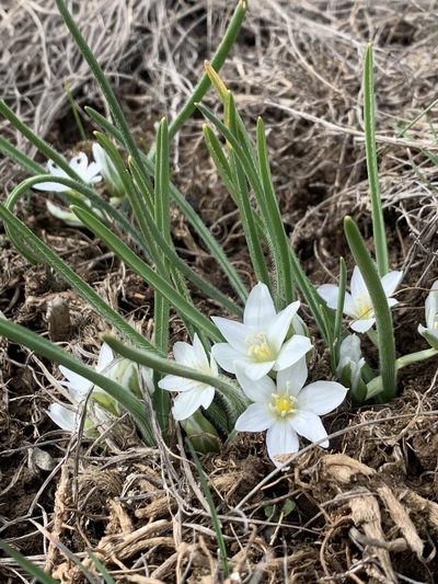 Ornithogalum fimbriatum, photographed by Alexandra Kaganova