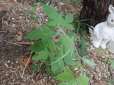 Solanum lyratum, photographed by Yoshihiro Tokue