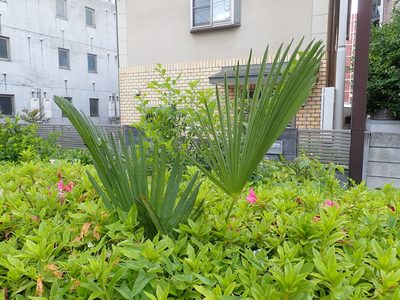 Trachycarpus fortunei, photographed by Yoshihiro Tokue