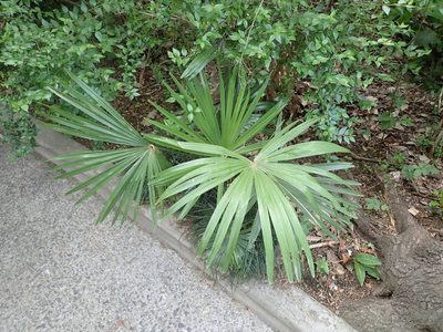 Trachycarpus fortunei, photographed by Yoshihiro Tokue