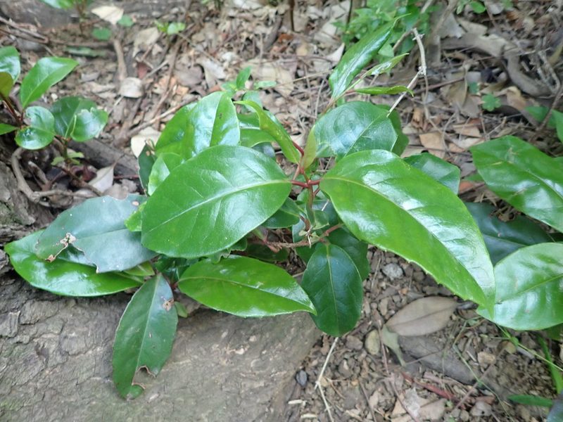 Kadsura japonica, photographed by Yoshihiro Tokue