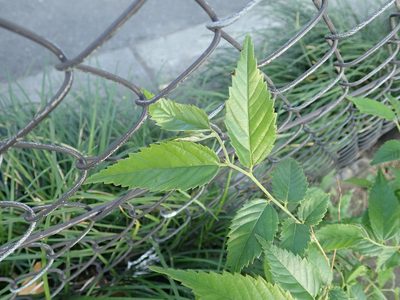 Aphananthe aspera, photographed by Yoshihiro Tokue