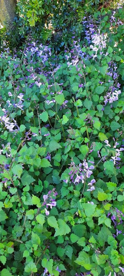 Plectranthus saccatus, photographed by Karen Eichholz