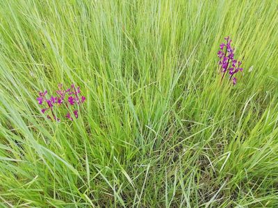 Anacamptis laxiflora, photographed by David Delon