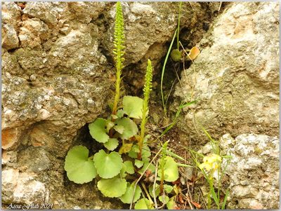 Umbilicus horizontalis, photographed by Aissa Djamel Filali