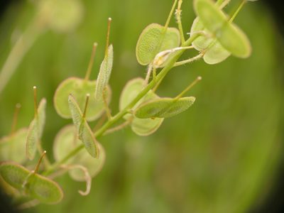 Biscutella auriculata, photographed by Sara Navarro