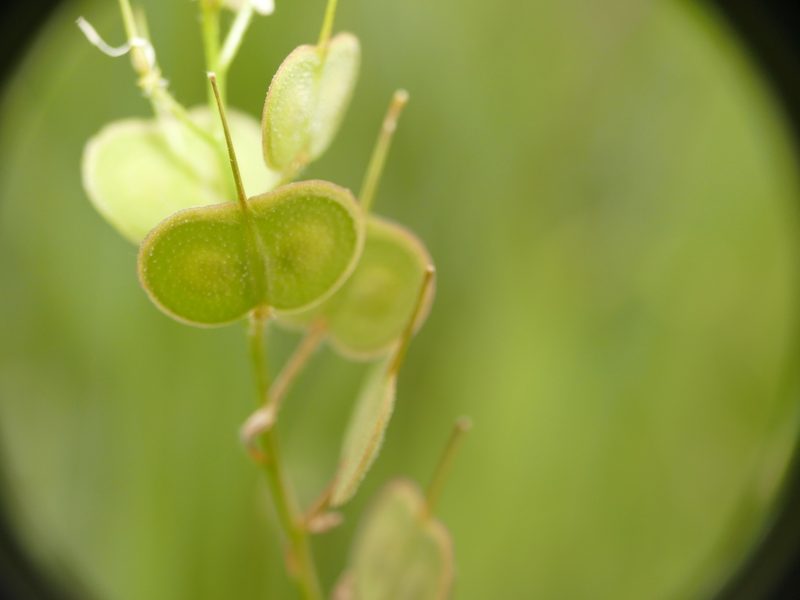 Biscutella auriculata, photographed by Sara Navarro