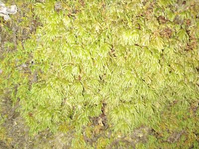 Catharomnion ciliatum, photographed by Leon Perrie