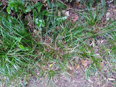 Carex uncinata, photographed by Leon Perrie
