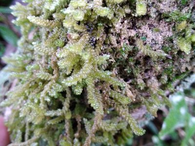 Weymouthia cochlearifolia, photographed by Leon Perrie