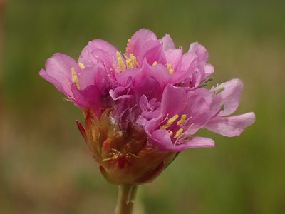 Armeria arenaria, photographed by Adrien BENOIT à la GUILLAUME