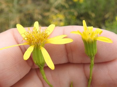 Senecio riddellii, photographed by Sam Kieschnick