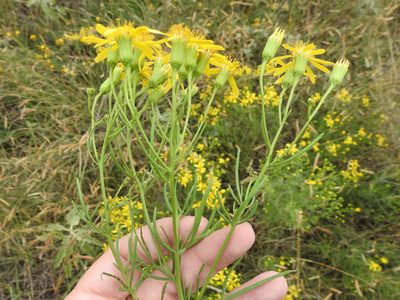 Senecio riddellii, photographed by Sam Kieschnick
