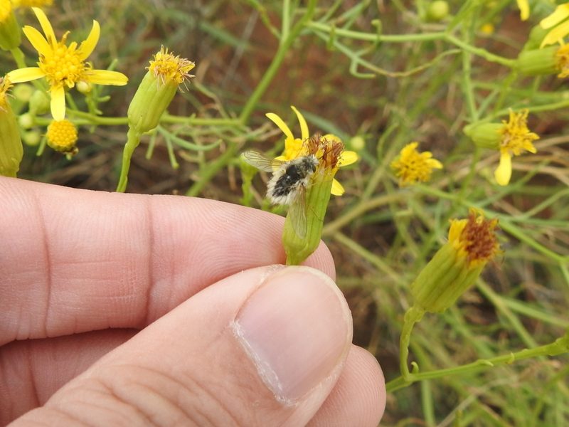 Senecio riddellii, photographed by Sam Kieschnick