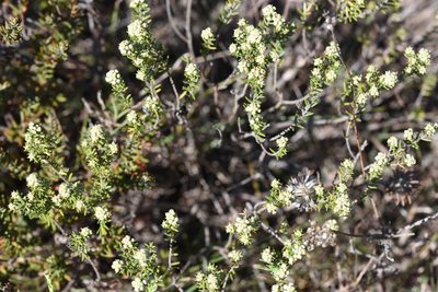 Phylica axillaris, photographed by Andrew Gillespie