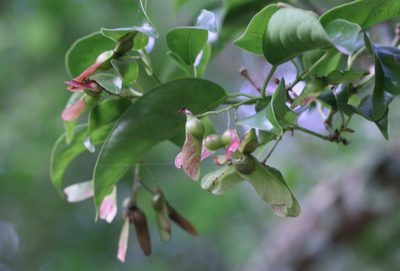 Acer laevigatum, photographed by Agnes Trekker