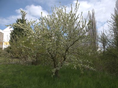 Prunus domestica, photographed by Dominik Vondráček