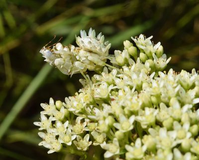 Crassula vaginata, photographed by Sunčana Bradley
