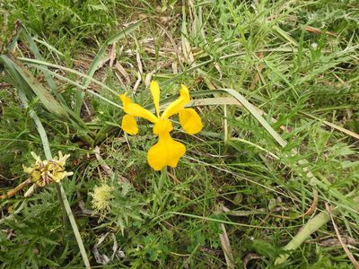Iris juncea, photographed by Aissa Djamel Filali