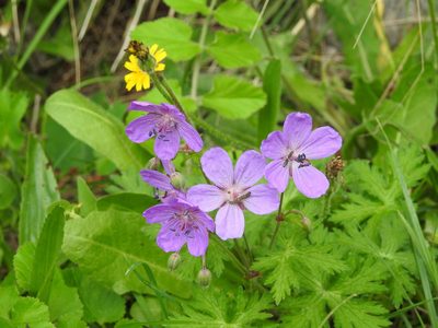 Geranium atlanticum, photographed by Aissa Djamel Filali