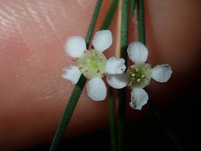 Baeckea linifolia, photographed by Thomas Mesaglio