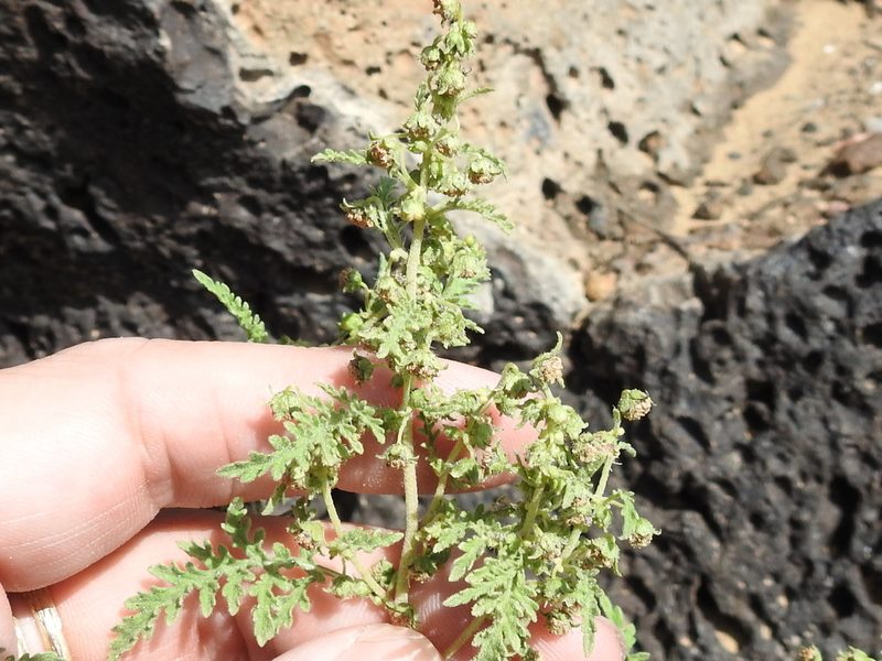 Hedosyne ambrosiifolia, photographed by Sam Kieschnick