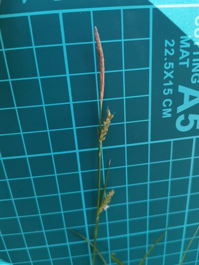 Carex pisiformis, photographed by harum.koh