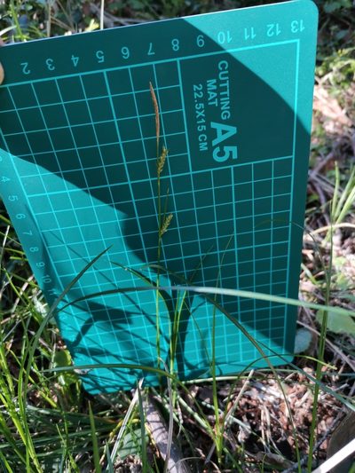 Carex pisiformis, photographed by harum.koh