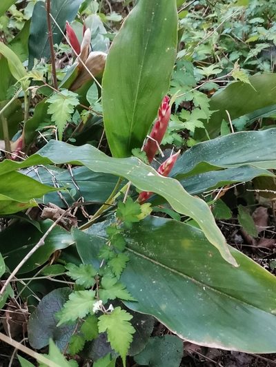 Alpinia japonica, photographed by harum.koh