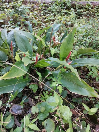 Alpinia japonica, photographed by harum.koh