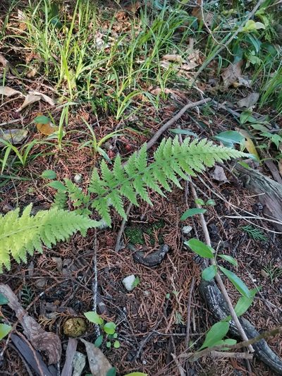 Sitobolium hirsutum, photographed by harum.koh
