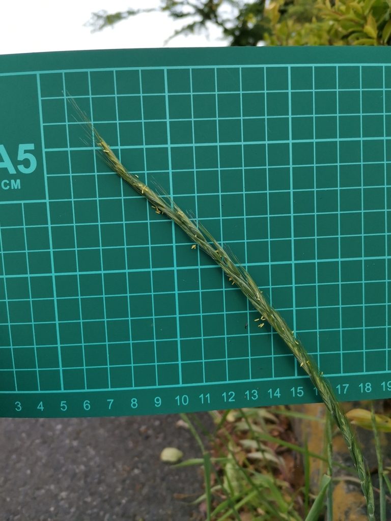 Elymus ciliaris, photographed by harum.koh