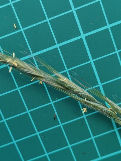Elymus ciliaris, photographed by harum.koh