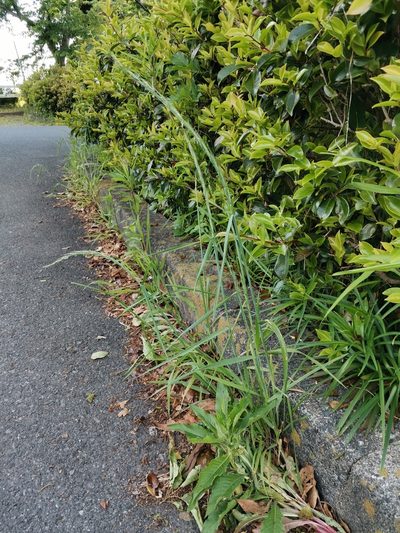 Elymus ciliaris, photographed by harum.koh