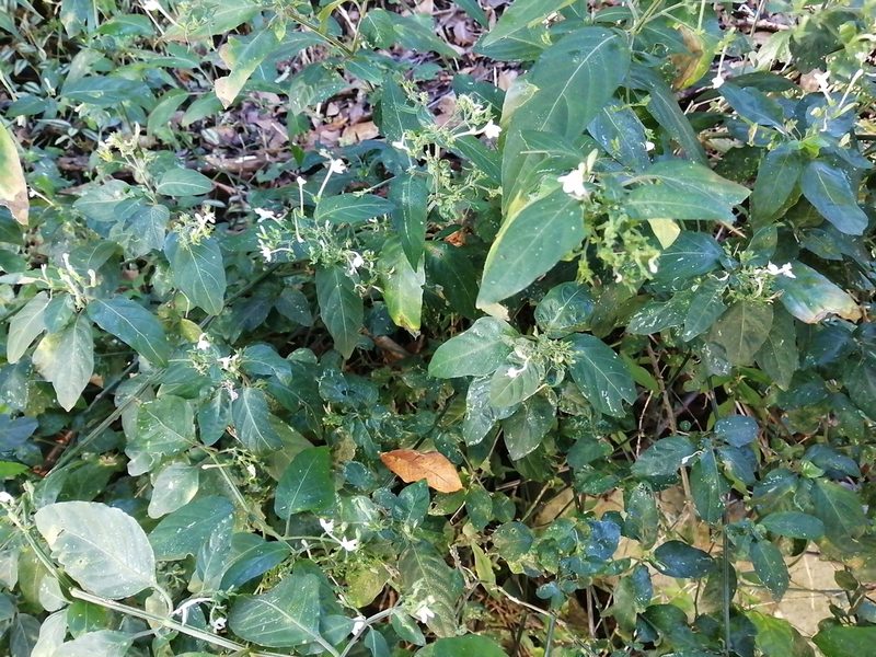 Rhinacanthus gracilis, photographed by Mmatjie Mashao