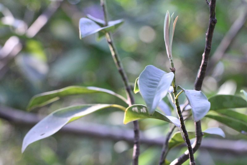 Magnolia maudiae, photographed by Agnes Trekker