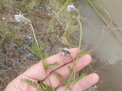 Dalea leporina, photographed by Sam Kieschnick