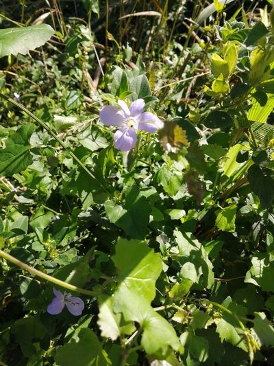 Barleria gueinzii, photographed by Mmatjie Mashao