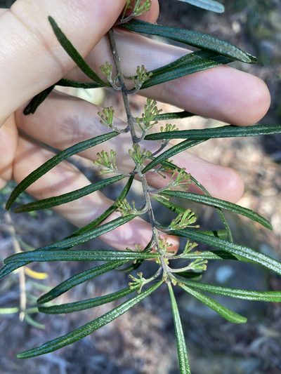 Leionema dentatum, photographed by Thomas Mesaglio