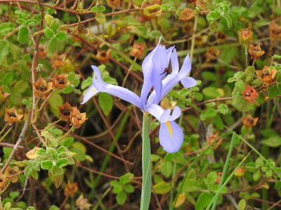 Iris xiphium, photographed by Duarte Frade