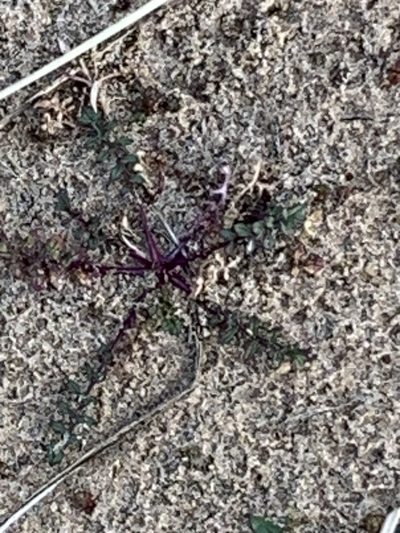 Coincya monensis, photographed by Steven Cross