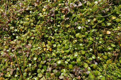 Azorella cockaynei, photographed by John Barkla