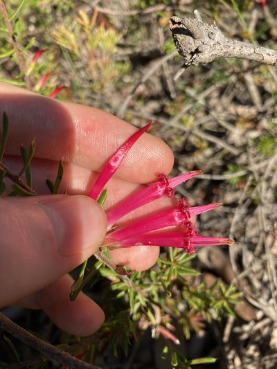 Styphelia tubiflora, photographed by Thomas Mesaglio