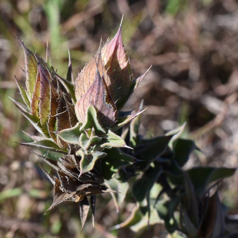 Barleria pungens, photographed by Andrew Gillespie