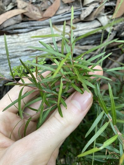 Podocarpus spinulosus, photographed by Thomas Mesaglio