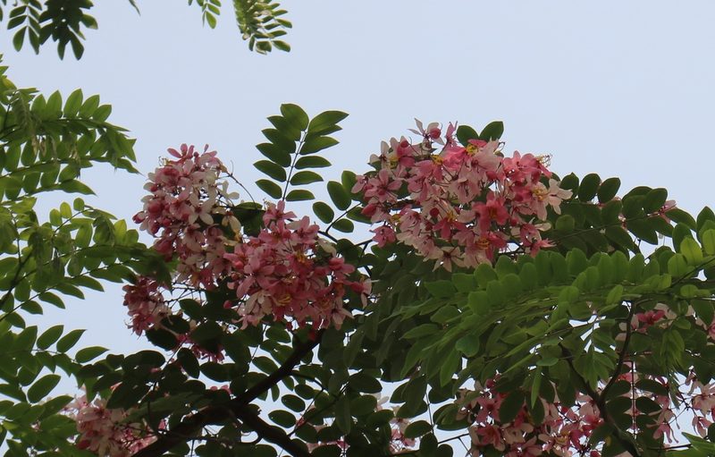 Cassia javanica, photographed by Sabarni Sarker
