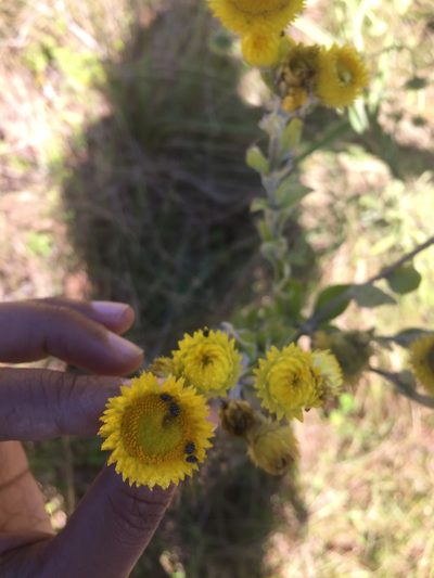 Helichrysum decorum, photographed by Presha Soogrim